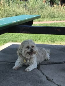 Charley at the park enjoying shade